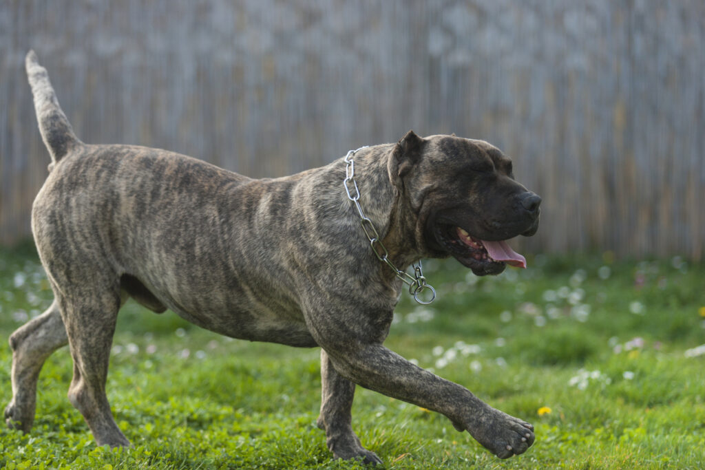 Presa Canario Bites 